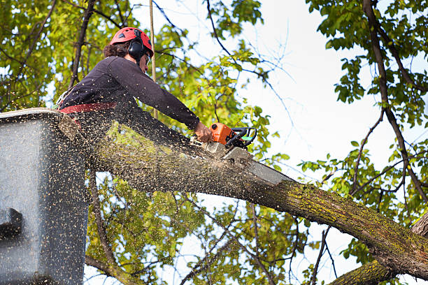  , USA Tree Service Pros